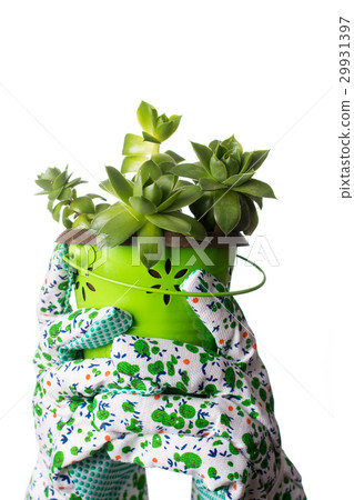 Hands in gloves holding houseleek isolated 29931397