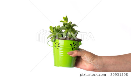 Female hand holding a houseleek plant 29931398