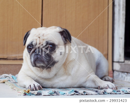 portraits closeup of a lovely lonely white fat cut 29931423