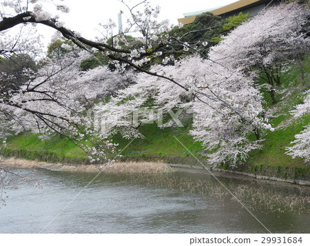 Kitanomaru公園是東京櫻花盛開的最著名的地方之一。在吉野櫻花樹等美麗的綠色花園中盛開約330棵櫻花 29931684