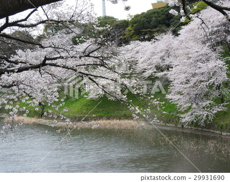 Kitanomaru公園是東京櫻花盛開的最著名的地方之一。在吉野櫻花樹等美麗的綠色花園中盛開約330棵櫻花 29931690