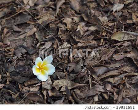 Frangipani, Plumeria, exotic white aroma flowers Frangipani, Plumeria, exotic white aroma flowers 29931691