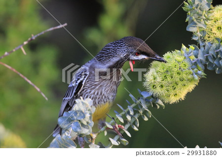 Wild birds in Australia 29931880