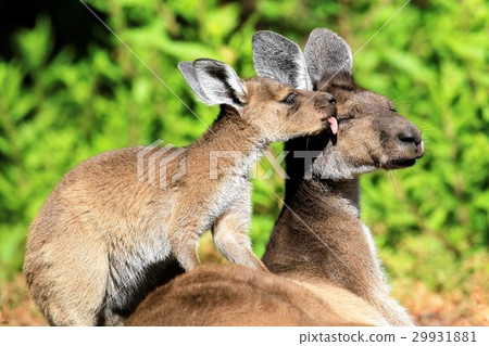 kangaroo family 29931881
