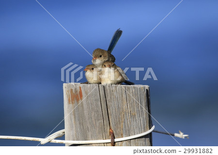 Wild birds in Australia 29931882