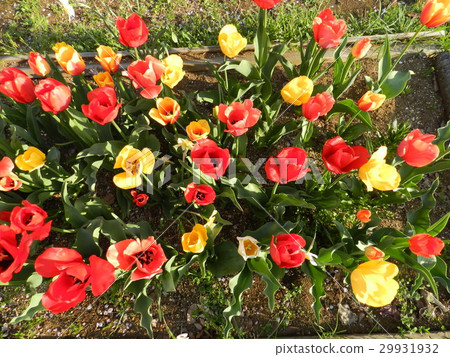 鬱金香 29931932