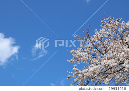  Cherry blossoms and blue sky 29931936