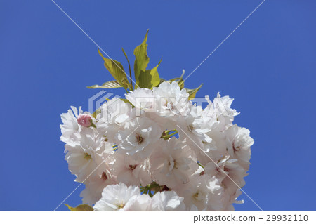 Yaezakura in full bloom - Female Emperor - 29932110