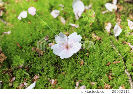 Cherry blossoms and moss carpets 29932111