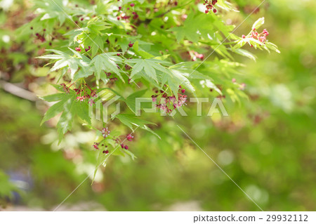 開花的秋葉 29932112