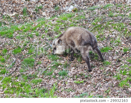 Child of Japanese serow 29932163