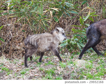 Child of Japanese serow 29932168