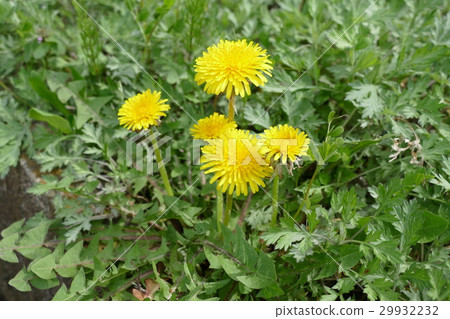 Dandelion 29932232
