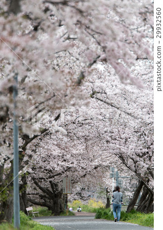Cherry blossom rows in Hirouri Town, Nara prefecture Cherry blossom rows in Hirouri Town, Nara prefecture 29932560