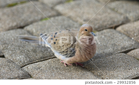 A mountain pigeon coming to the backyard 29932856