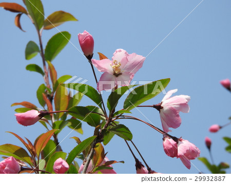 垂絲 垂絲 29932887