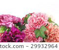 母親節康乃馨 29932964