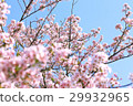 櫻花盛開的好天氣 29932965