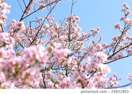櫻花盛開的好天氣 櫻花盛開的好天氣 29932965