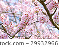 櫻花盛開的好天氣 29932966