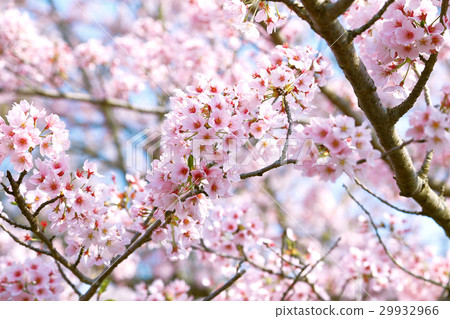櫻花盛開的好天氣 櫻花盛開的好天氣 29932966