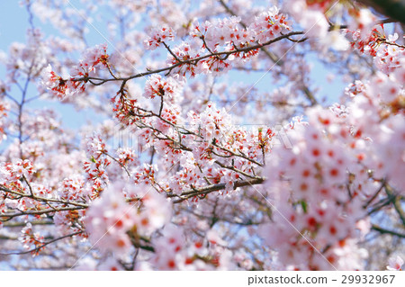 櫻花盛開的好天氣 櫻花盛開的好天氣 29932967
