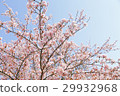 櫻花盛開的好天氣 29932968
