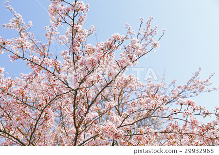 櫻花盛開的好天氣 櫻花盛開的好天氣 29932968