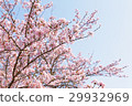 櫻花盛開的好天氣 29932969