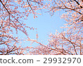 櫻花盛開的好天氣 29932970
