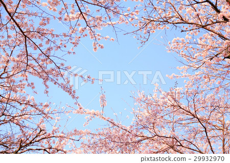 櫻花盛開的好天氣 櫻花盛開的好天氣 29932970
