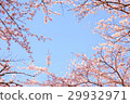 櫻花盛開的好天氣 29932971