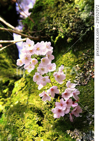 櫻花盛開的好天氣 櫻花盛開的好天氣 29932972