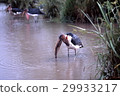 Hounds fishing hunting fish in a swamp 29933217