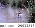 Hounds fishing hunting fish in a swamp 29933218