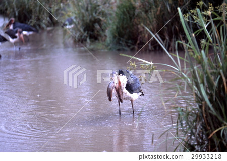 Hounds fishing hunting fish in a swamp 29933218