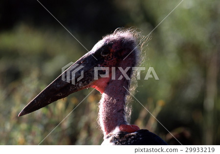 Upwards face of a bald spot Upwards face of a bald spot 29933219