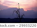 Houndstock on the trees with the sunset behind 29933220
