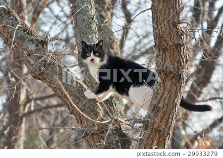 frightened black and white cat sits on a high tree frightened black and white cat sits on a high tree 29933279