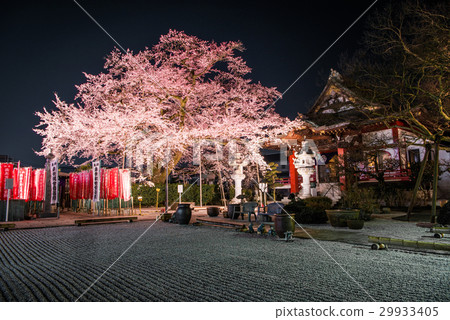 在八王子市的Daikoji寺的Edohigan點亮 29933405