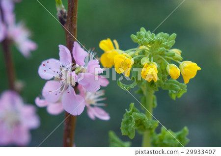 Peach blossoms and nanohana 29933407