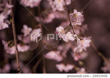 Weeping cherry blossoms lighting up at Daikoji in Hachioji City 29933408