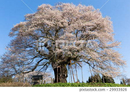 Daigo Sakura (Maniwa City, Okayama Prefecture) Daigo Sakura (Maniwa City, Okayama Prefecture) 29933926