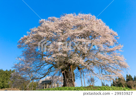 Daigo Sakura (Maniwa City, Okayama Prefecture) Daigo Sakura (Maniwa City, Okayama Prefecture) 29933927