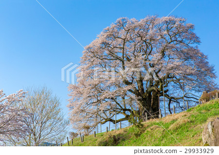 Daigo Sakura(岡山縣真庭市) Daigo Sakura(岡山縣真庭市) 29933929