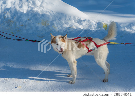 Dog sled in Alaska during winter 29934041