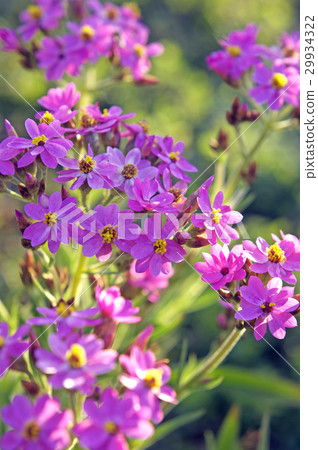 Helichrysum 29934322