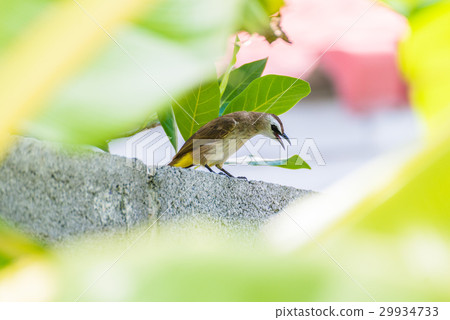 Yellow-vented Bulbul sitting on house wall 29934733
