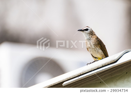 Yellow-vented Bulbul sitting on house roof Yellow-vented Bulbul sitting on house roof 29934734