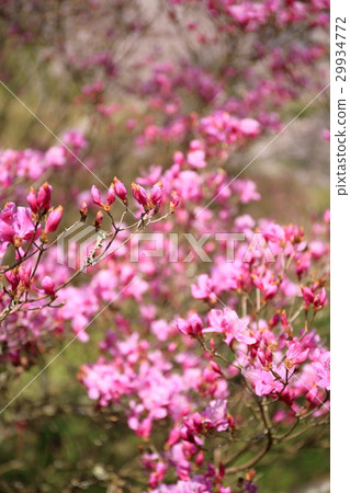 盛開的三個假日公園 盛開的三個假日公園 29934772